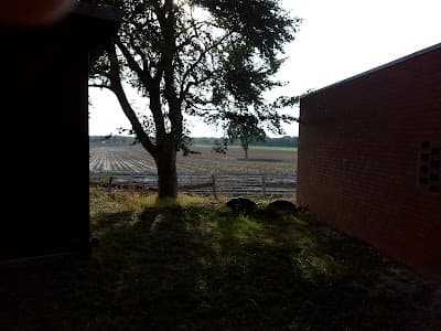 Borstel