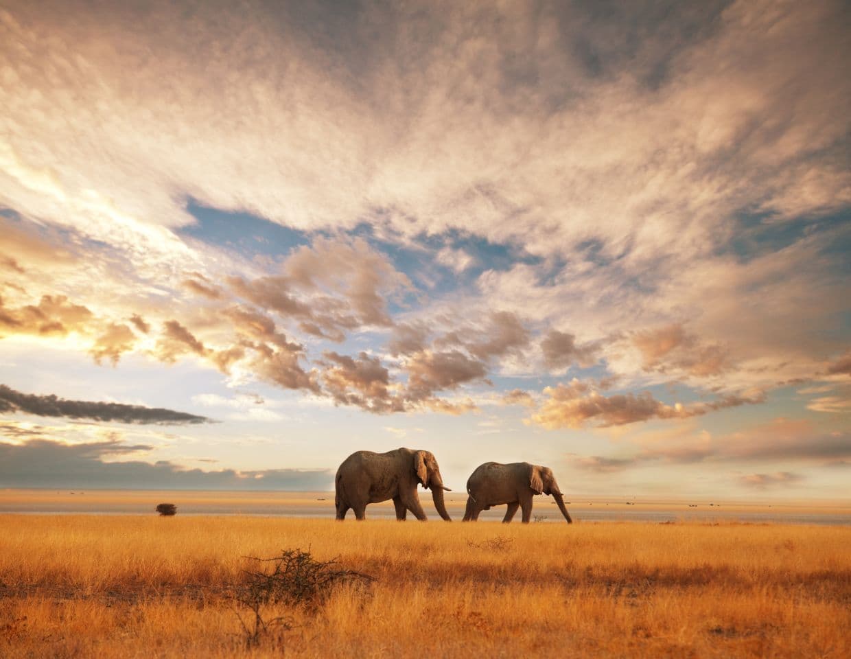 Kenia landscape