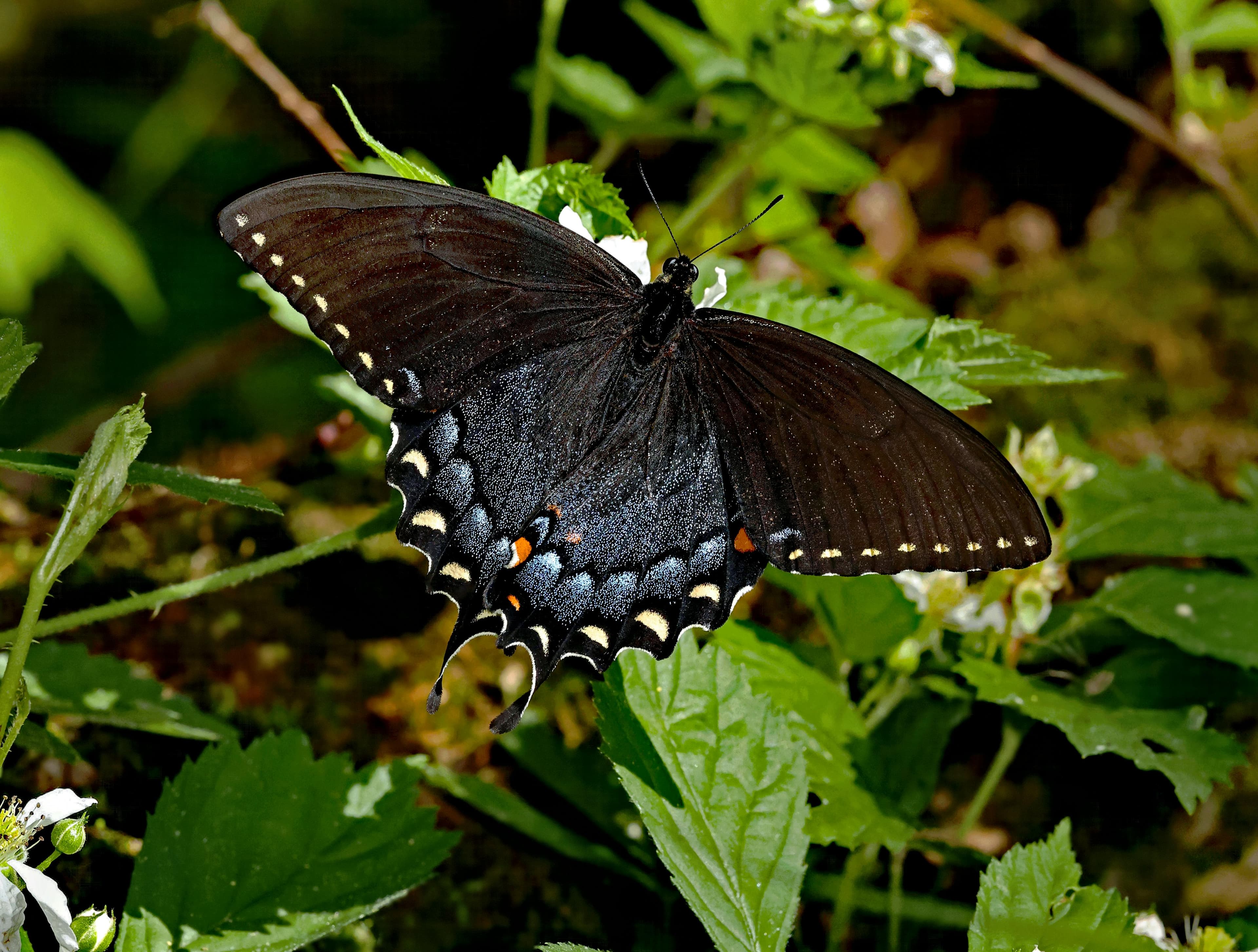 Chrysalis
