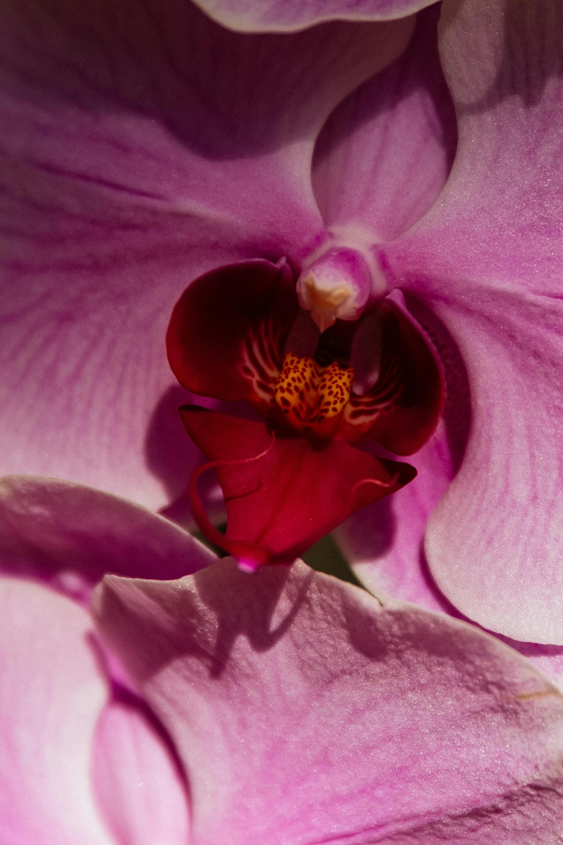 Atlanta Botanical Garden