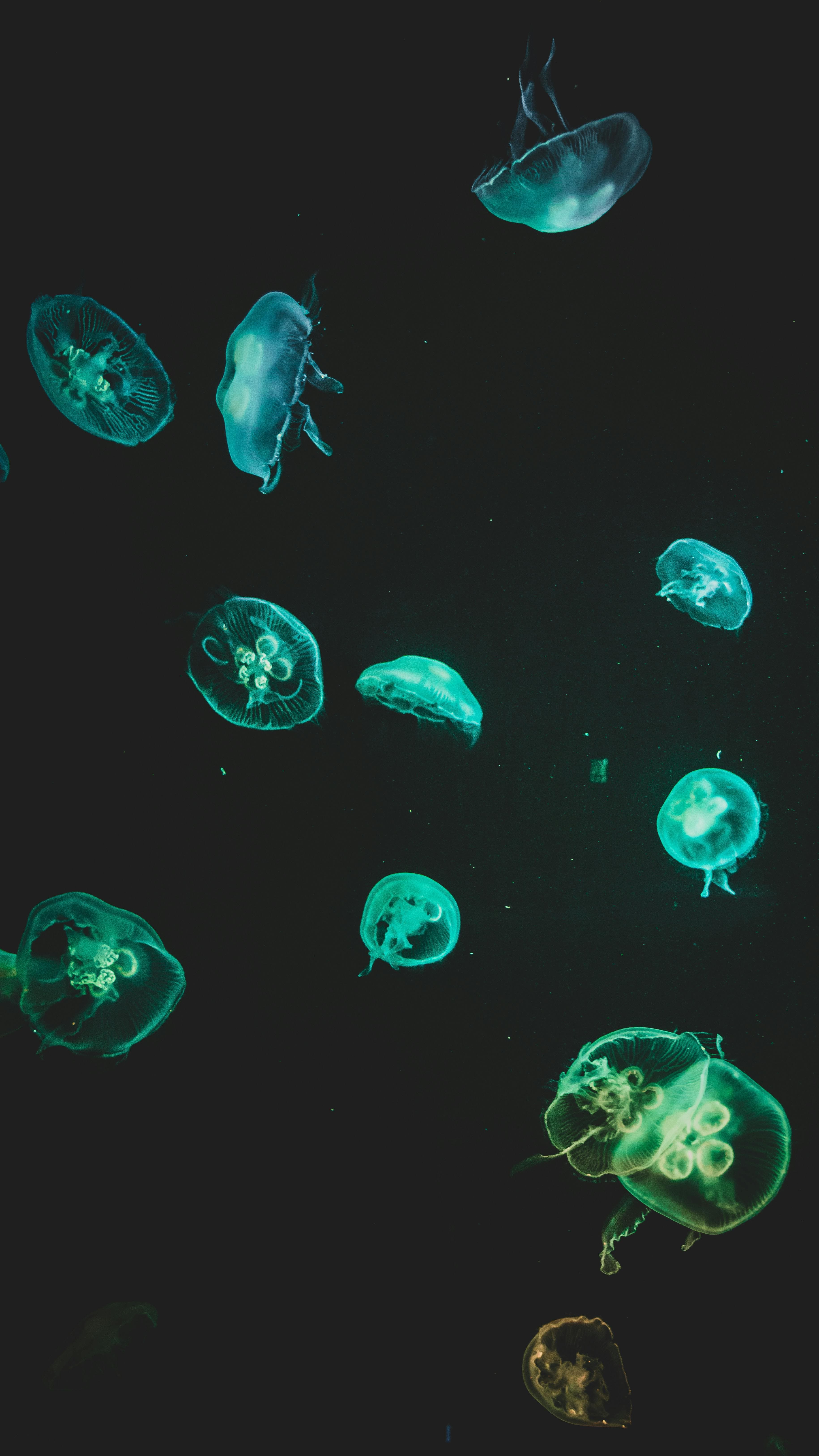 Georgia Aquarium