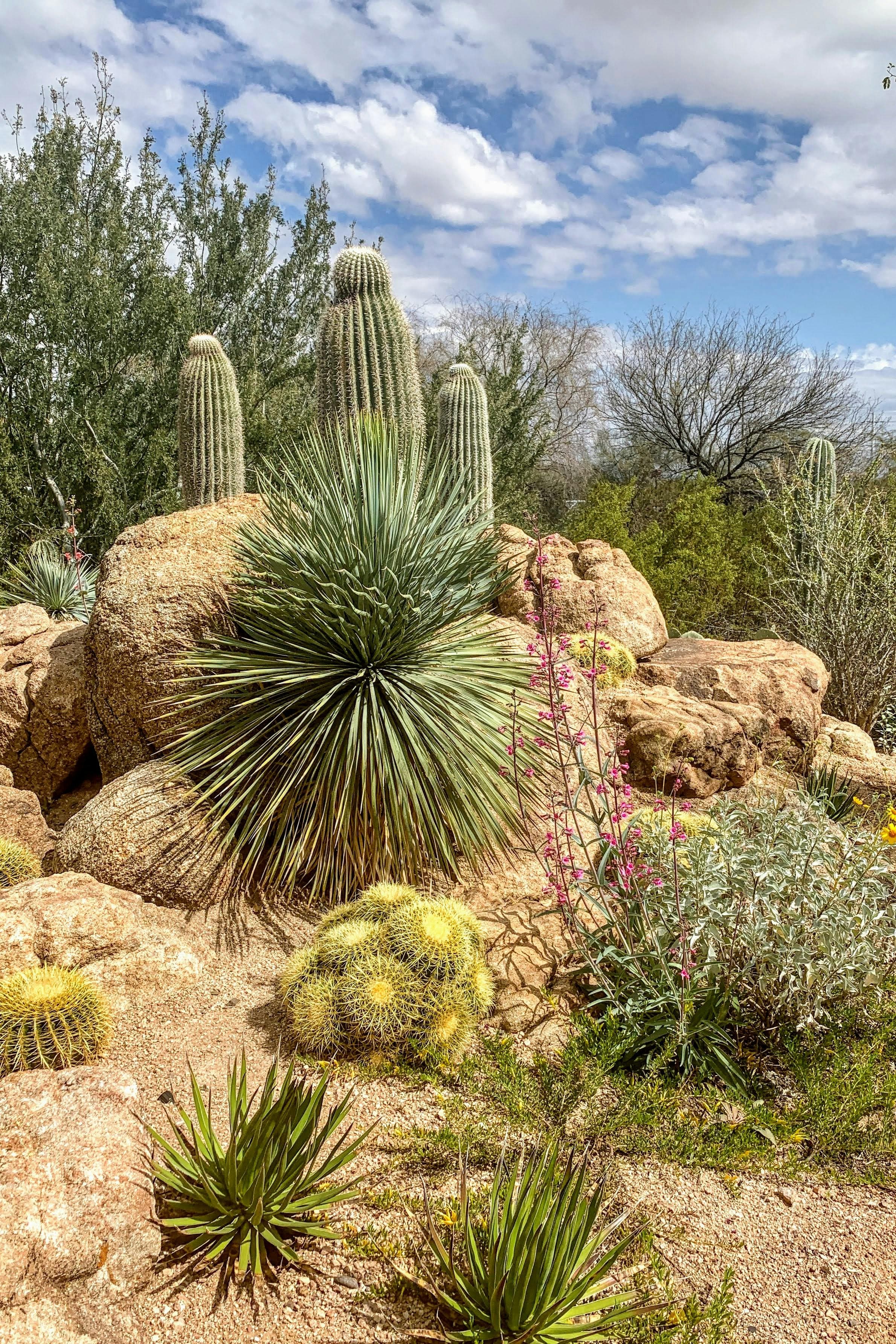 Desert Botanical Garden