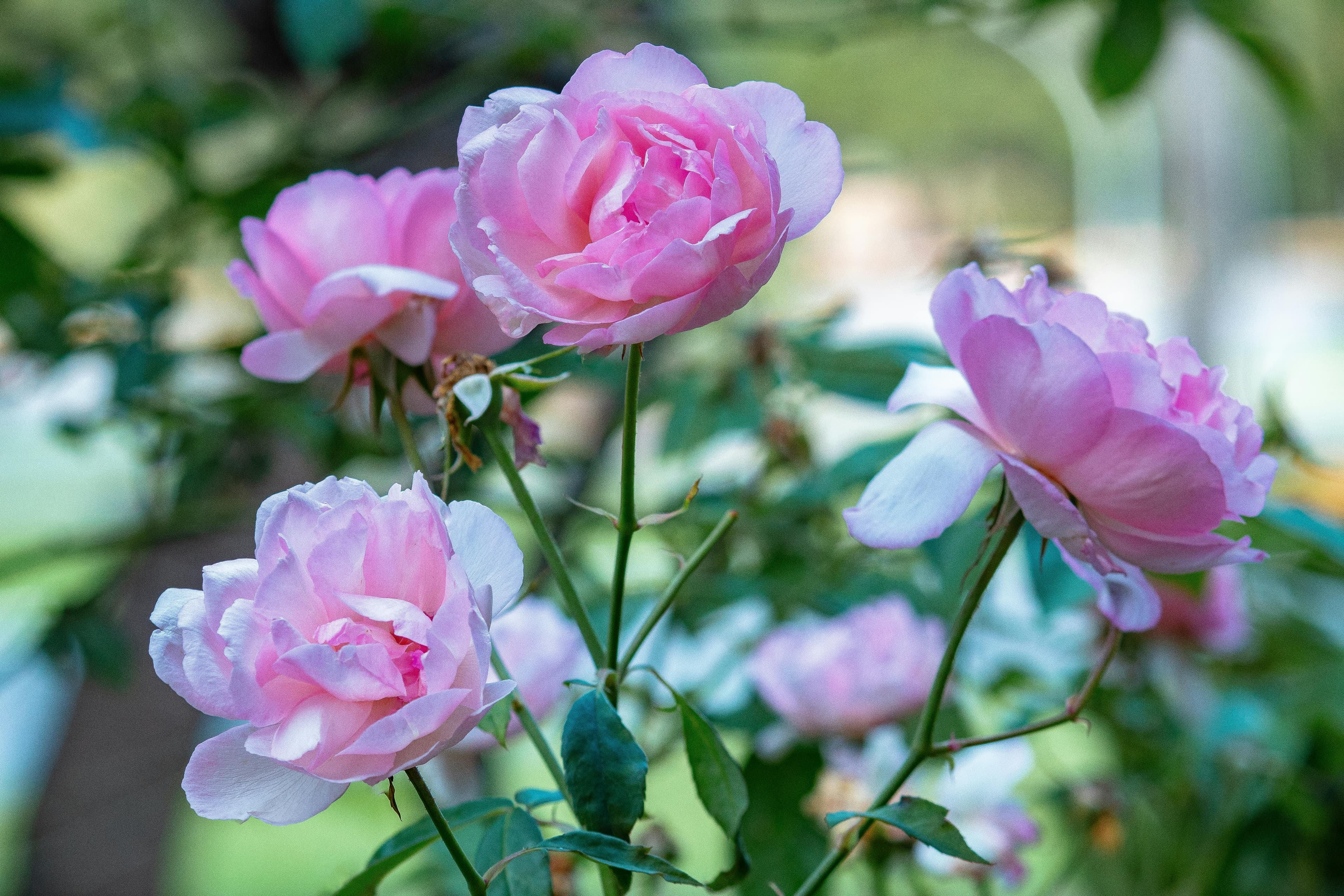 Whetstone Park of Roses