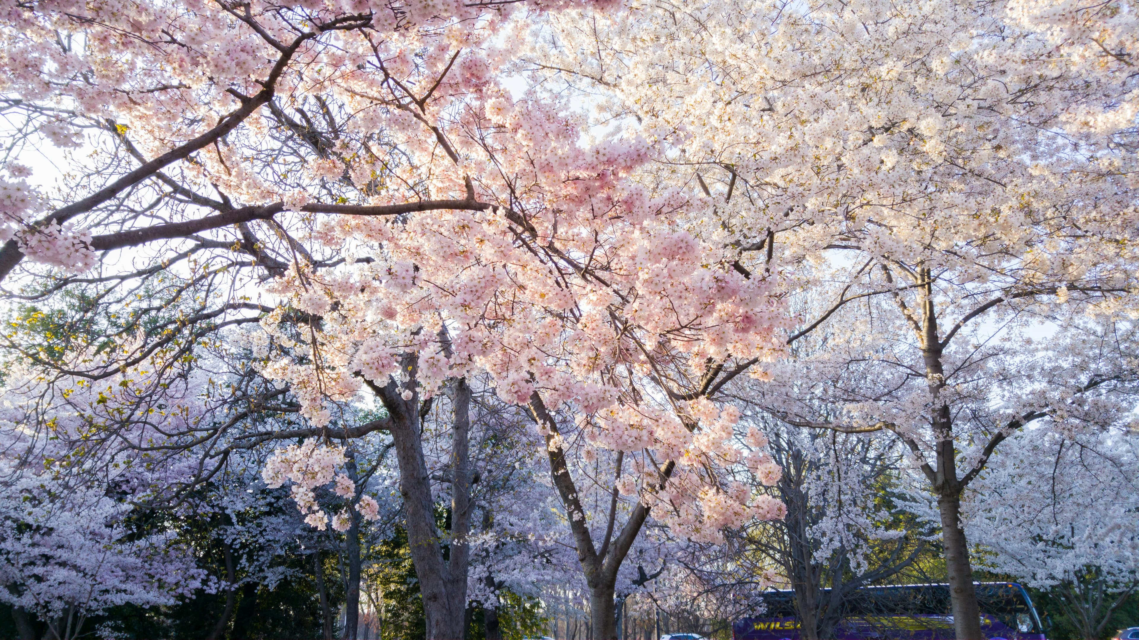 Tidal Basin