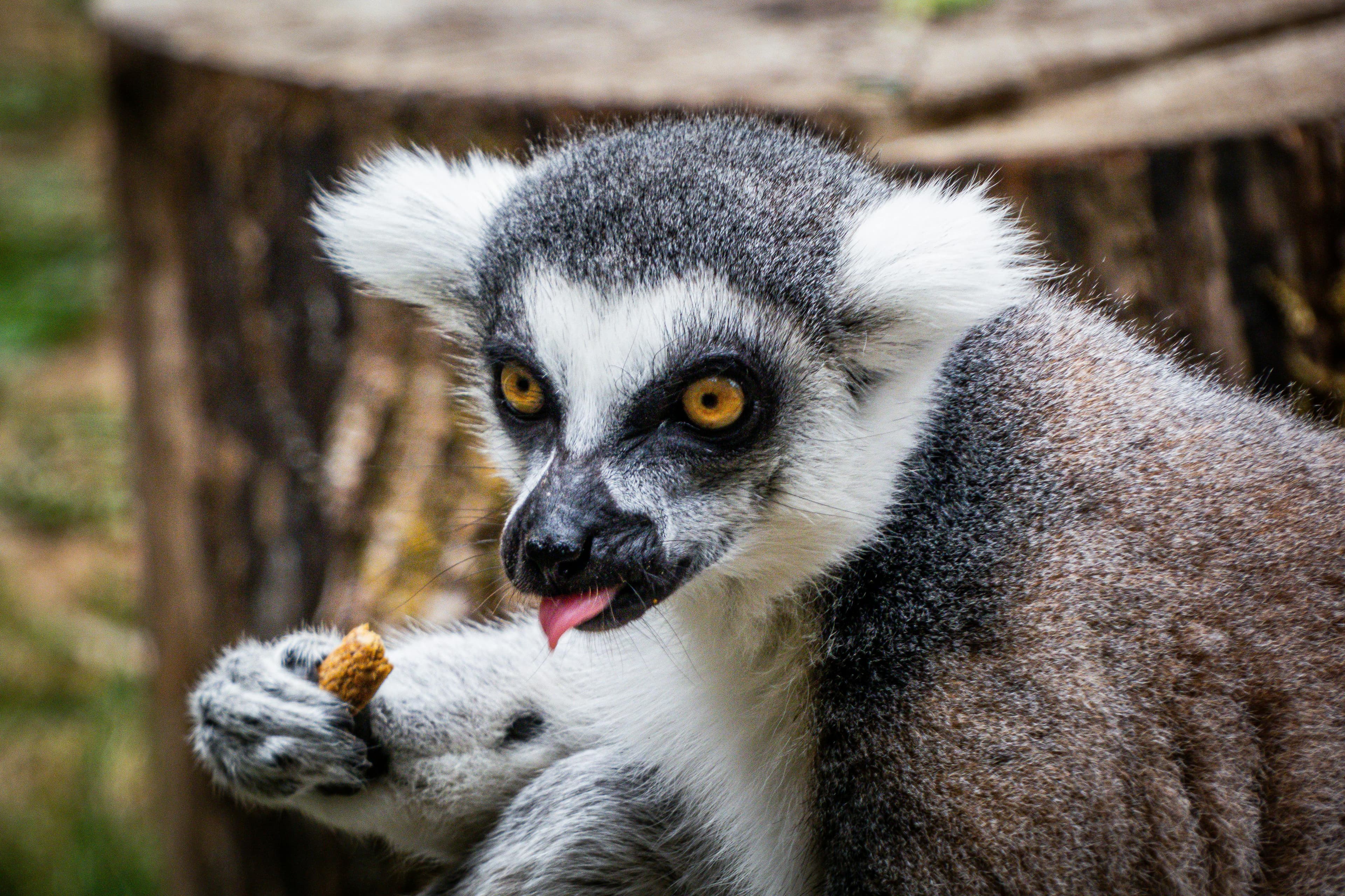 Oregon Zoo