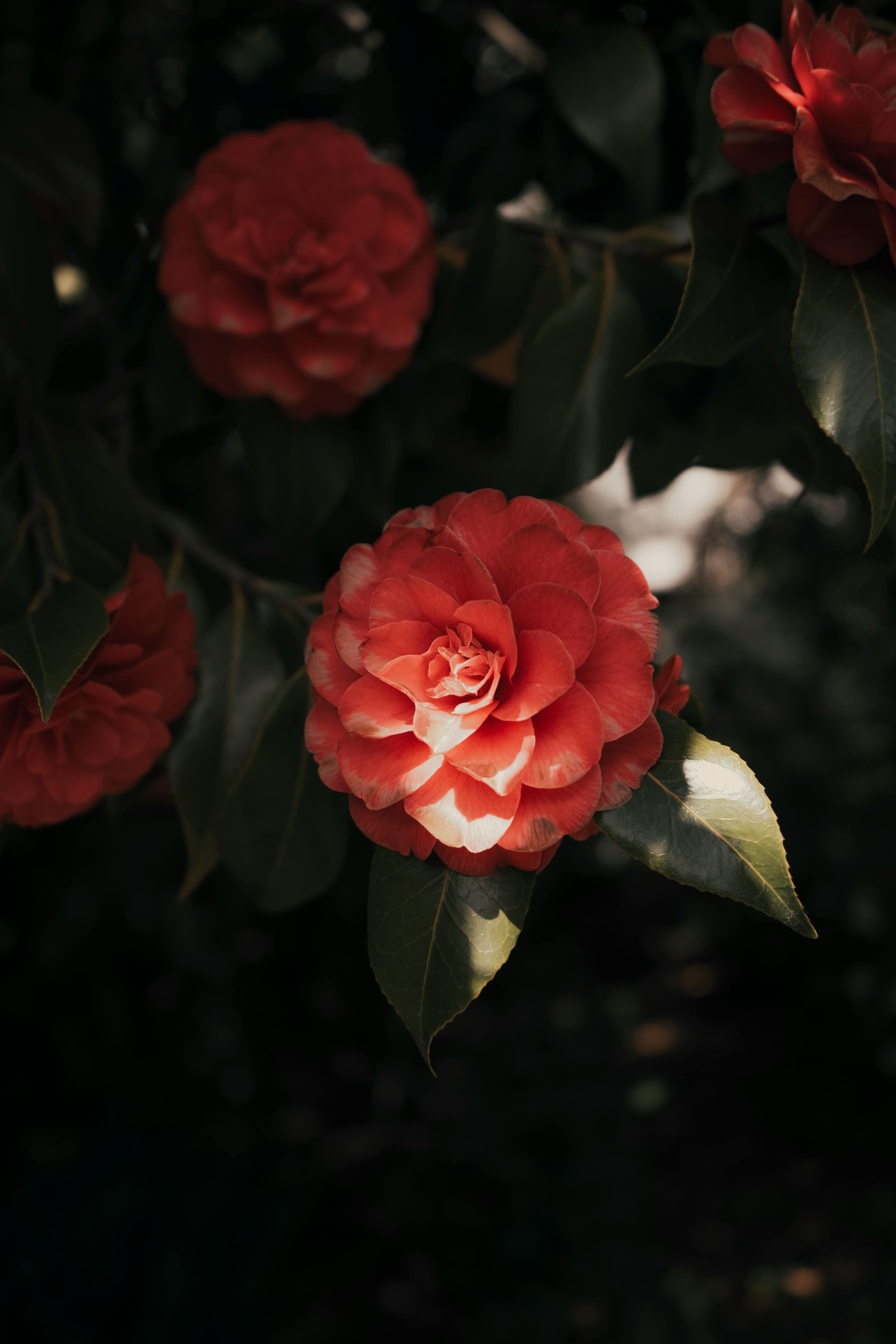 Portland Japanese Garden