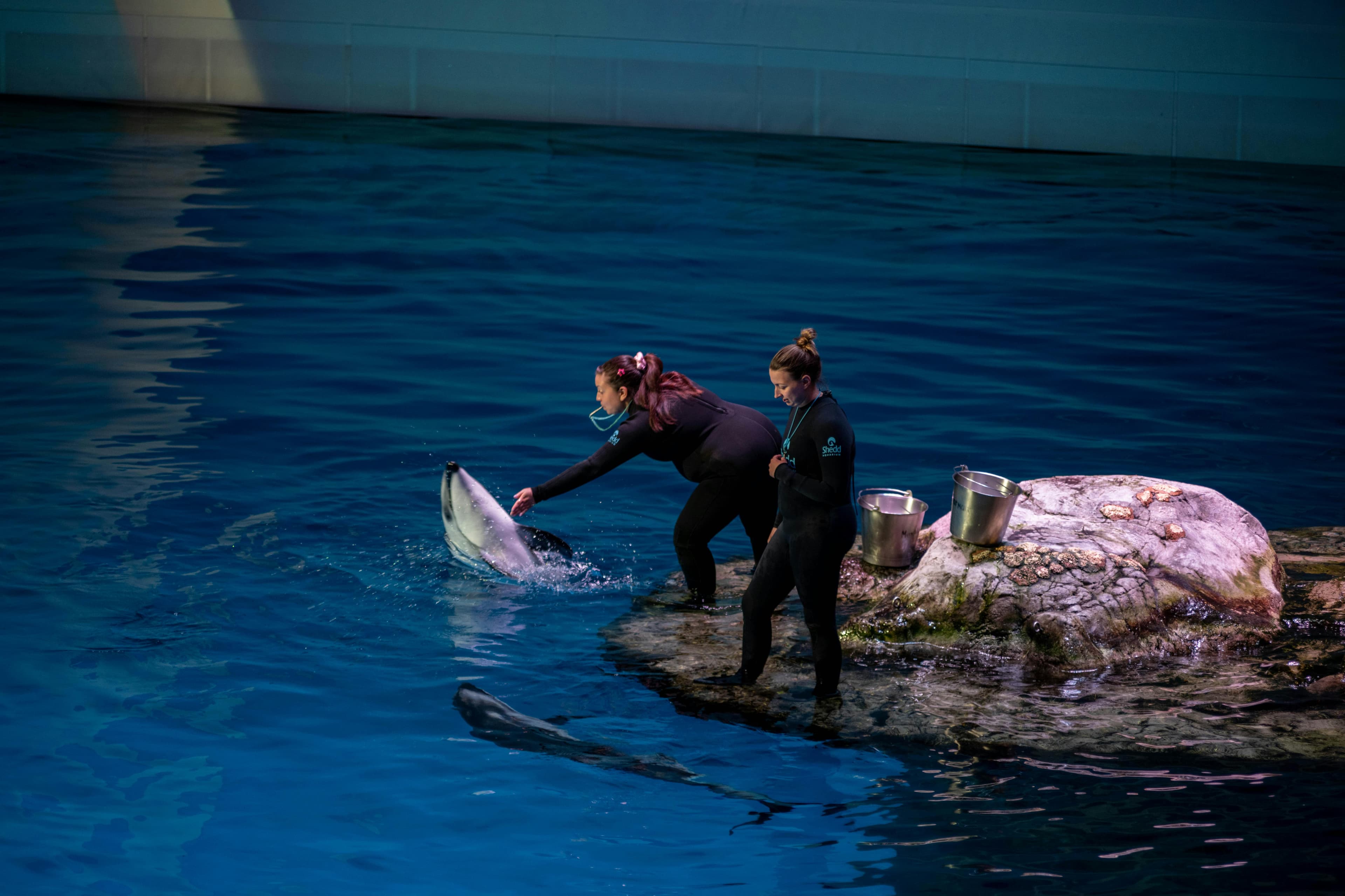 Shedd Aquarium