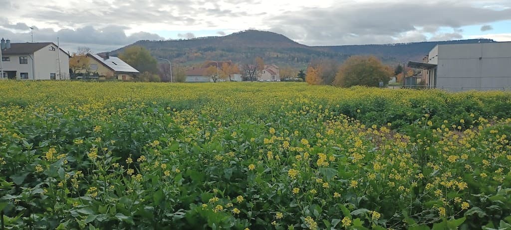 Mössingen
