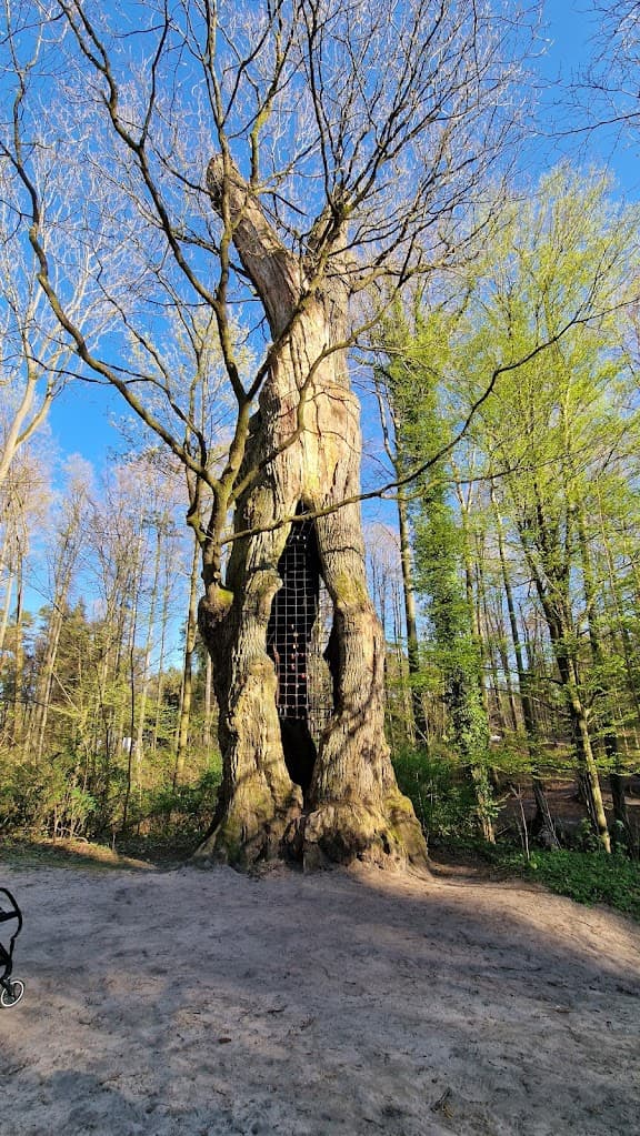 1000-jährige Eiche