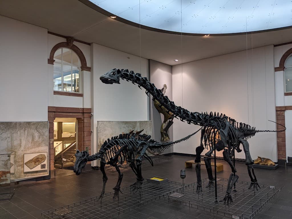 Senckenberg Naturmuseum