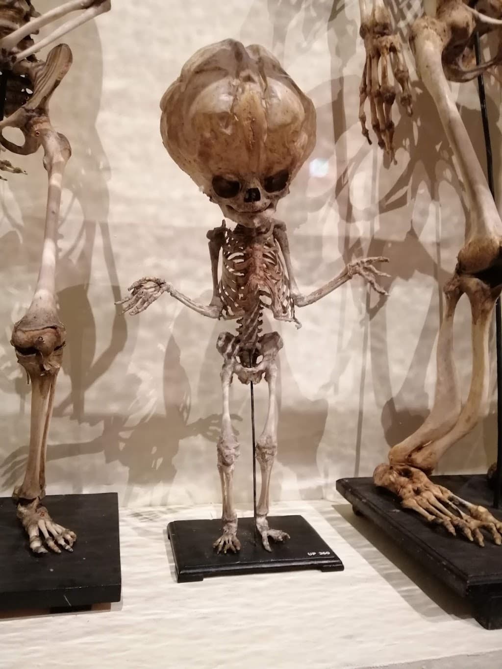 Utrecht University Museum