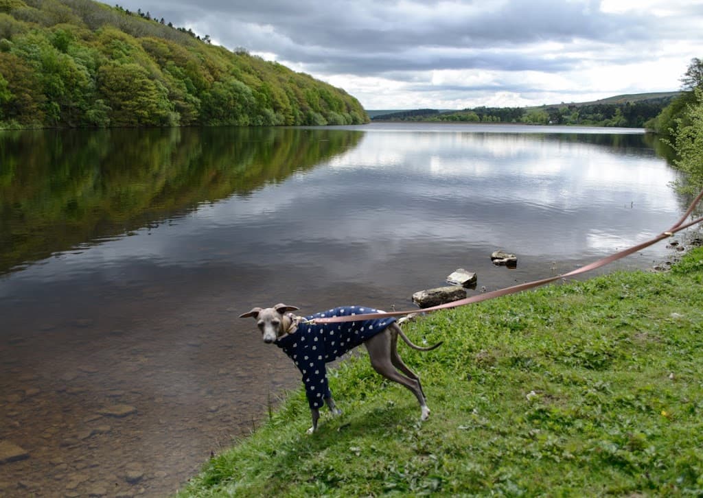 Tunstall Reservoir