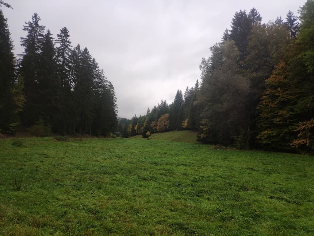 Waldgebiet bei Friedrichroda