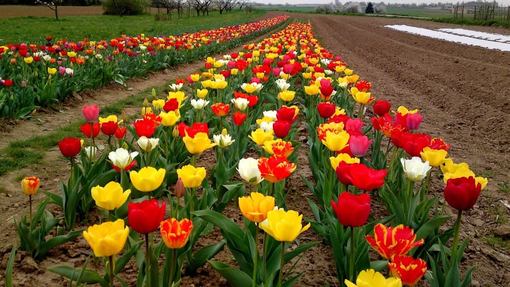 Tulpenfeld-Zone