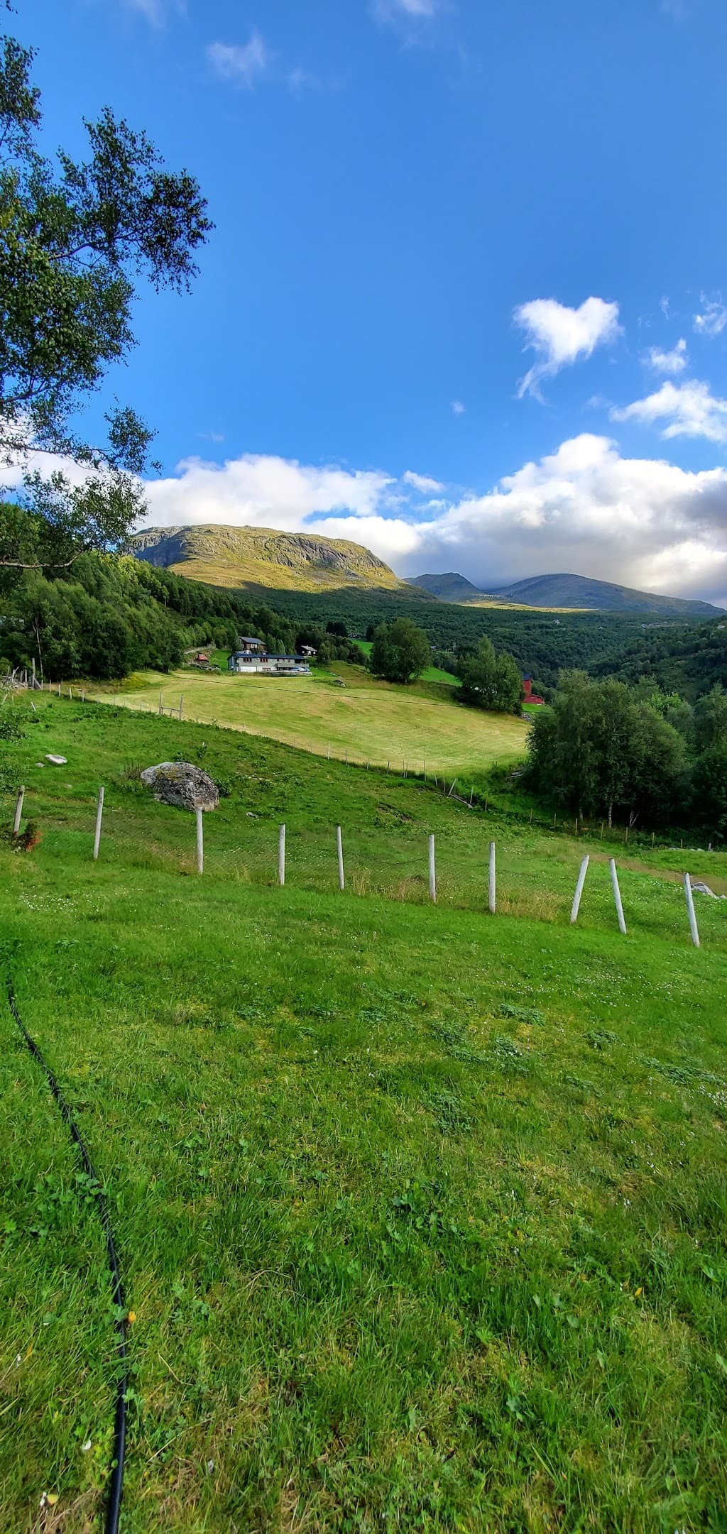 Bjørnunge