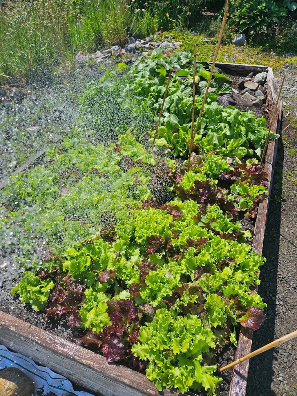 Cheakamus Gemeinschaftsgarten