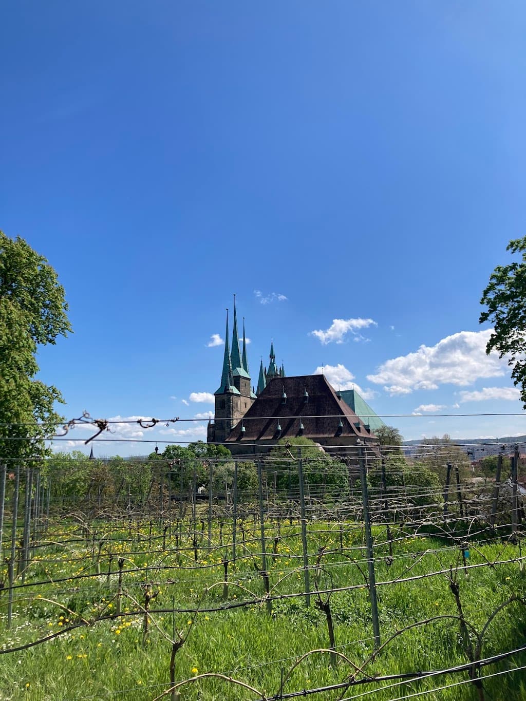 Weingarten Roter Berg