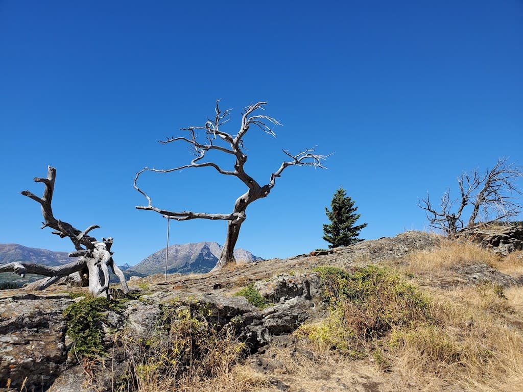 Unheimlicher Baum Standort