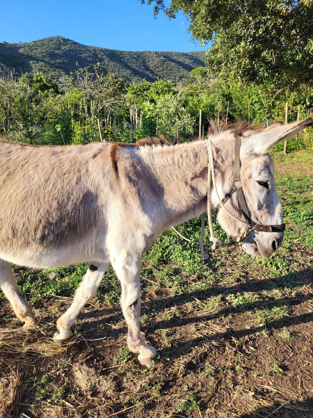 Somareria dell’Elba