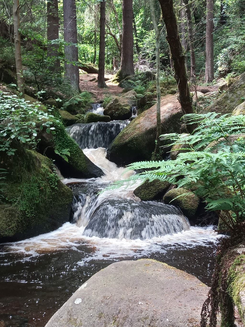 Wyming Brook Naturreservat