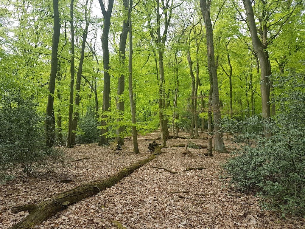 Uedemer Hochwald