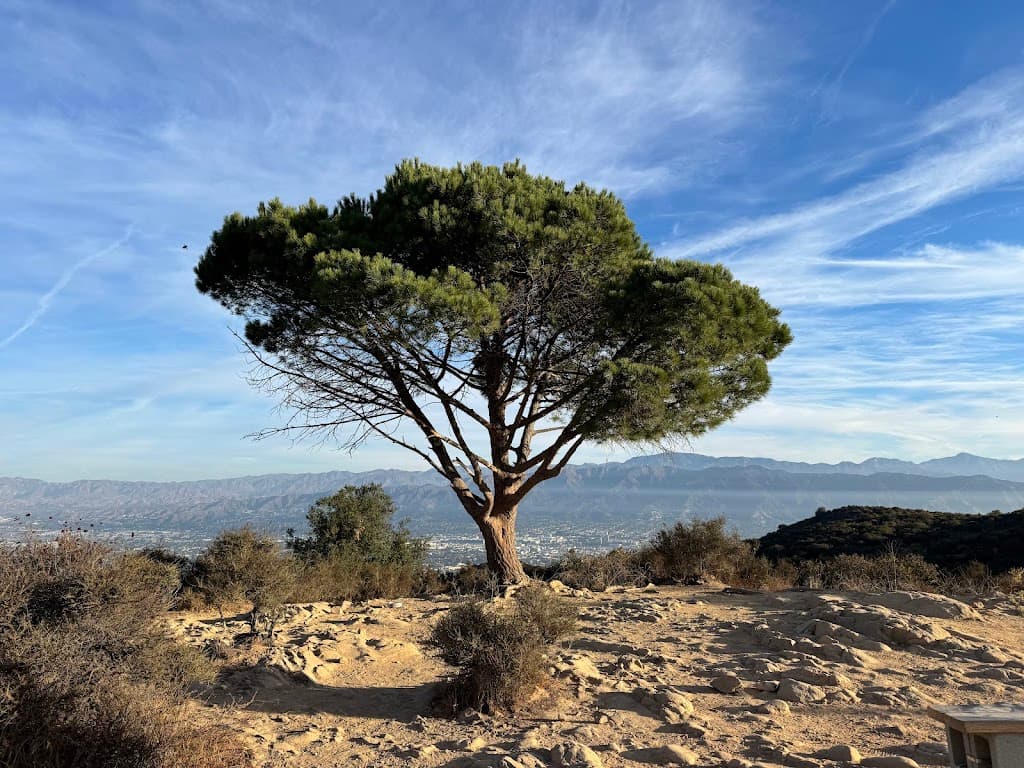 Wisdom Tree