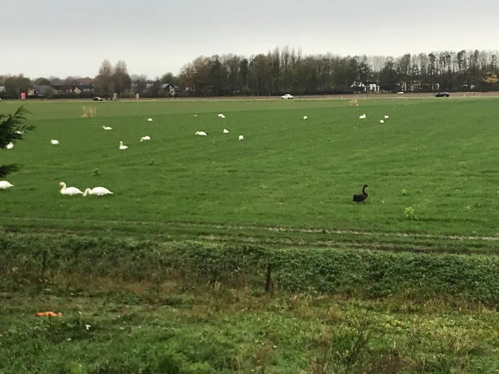 Manege Rockanje