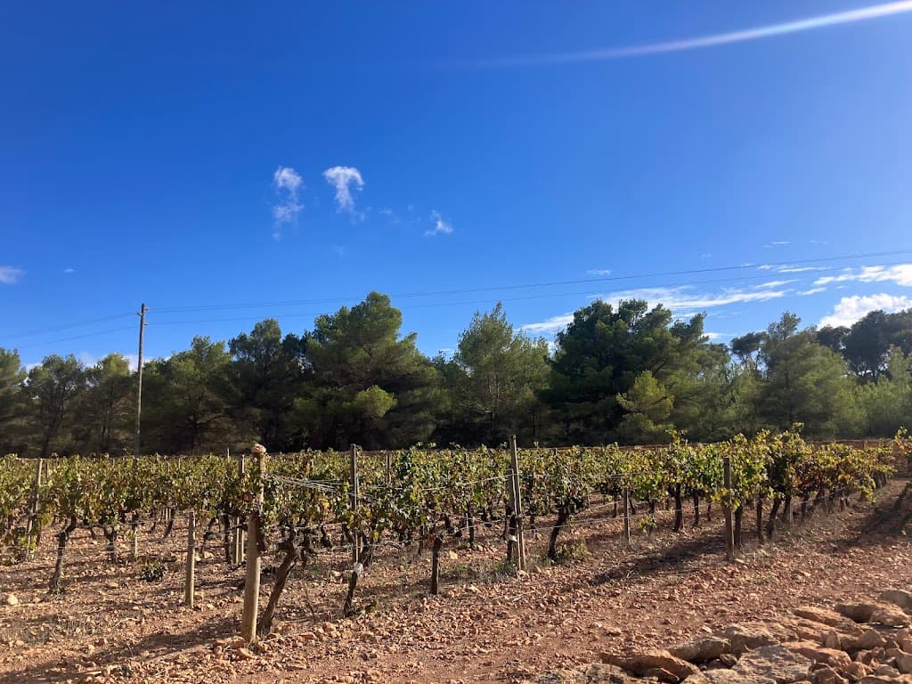 Bodega Terramoll