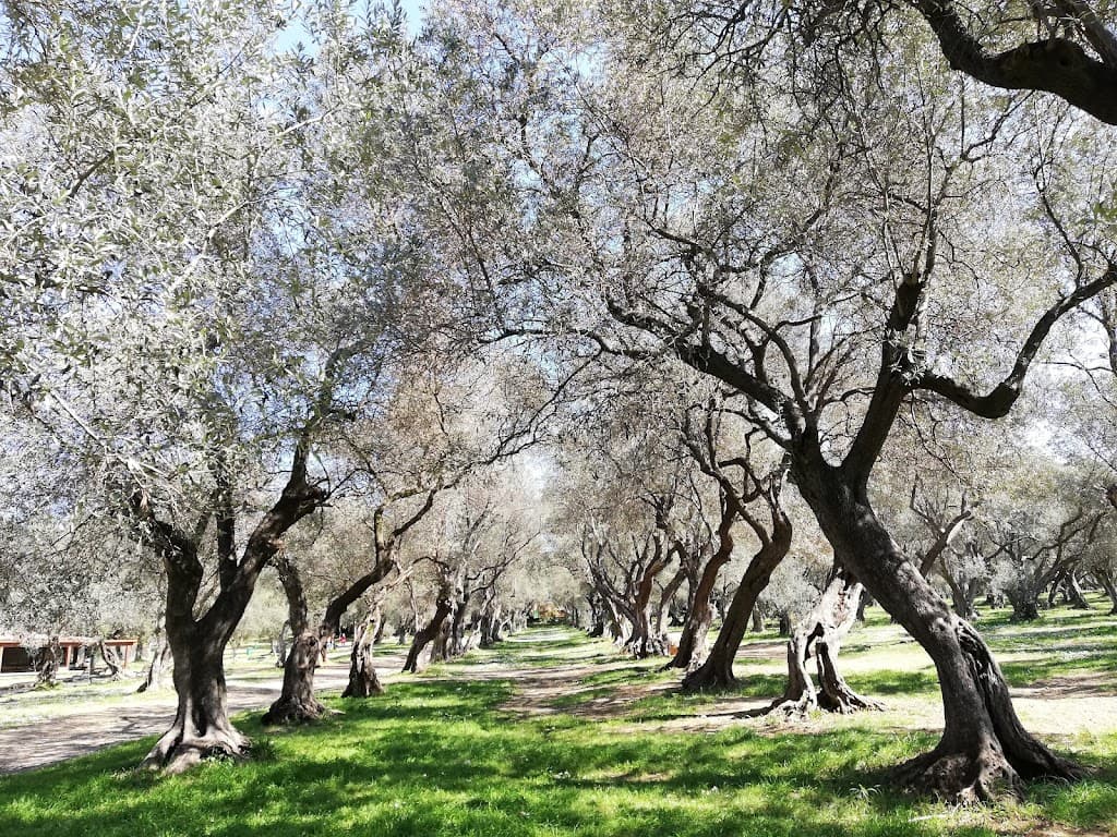 Parco Uliveto