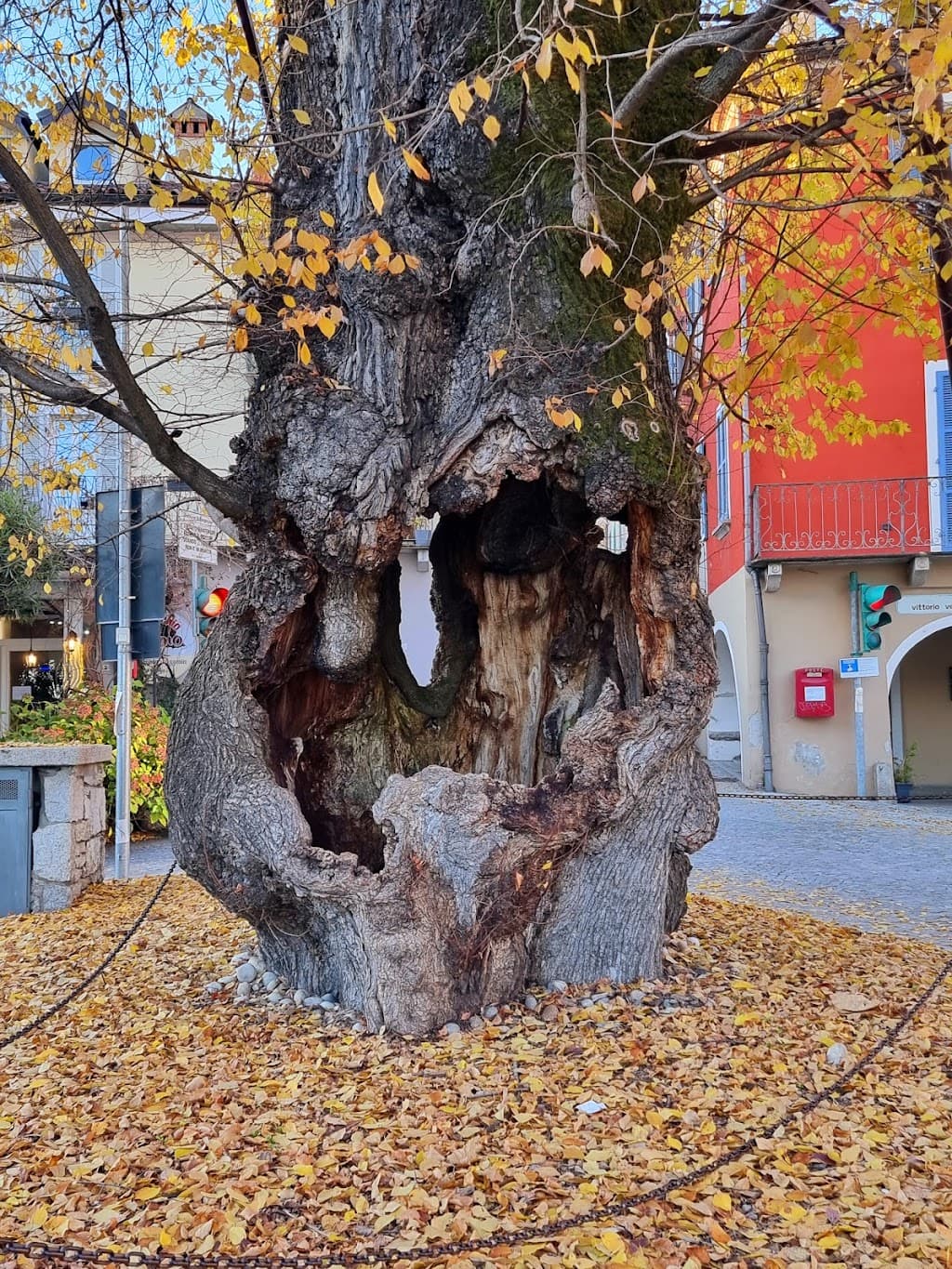 Piazza mit Ulme