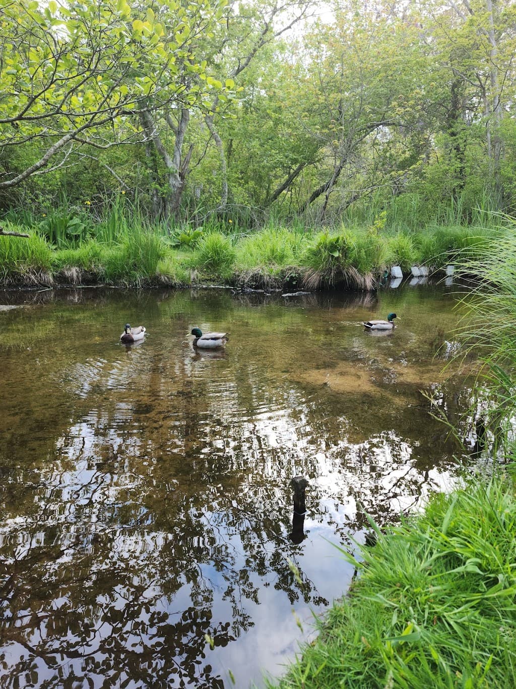 East Hampton Duck Pond