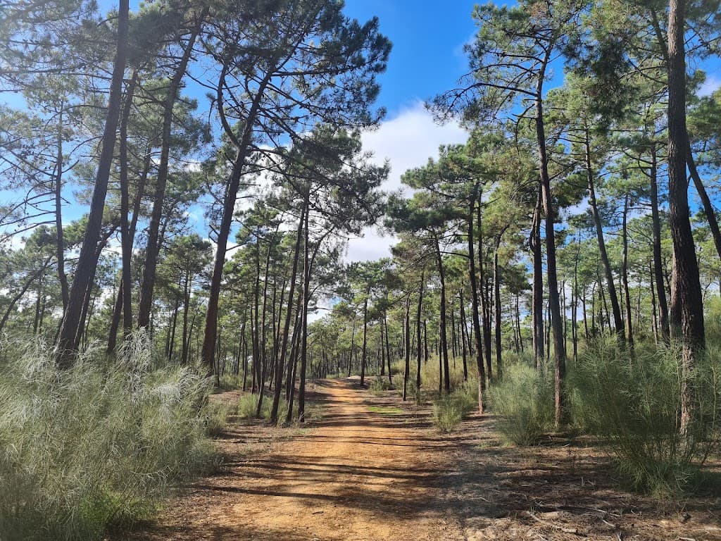 Nationalforst Mata Nacional das Dunas Litorais de Vila Real de Santo António
