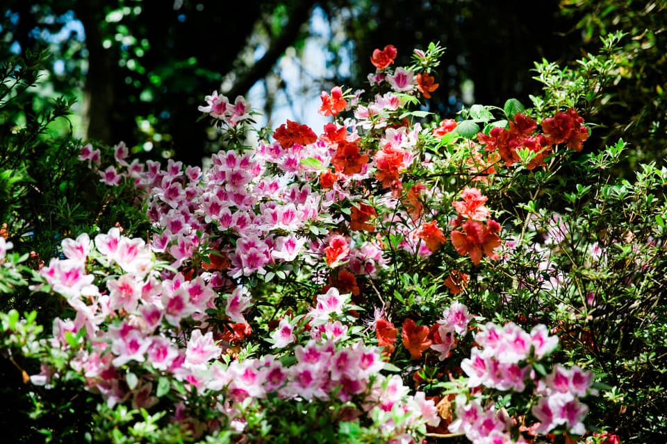 Japanischer Garten
