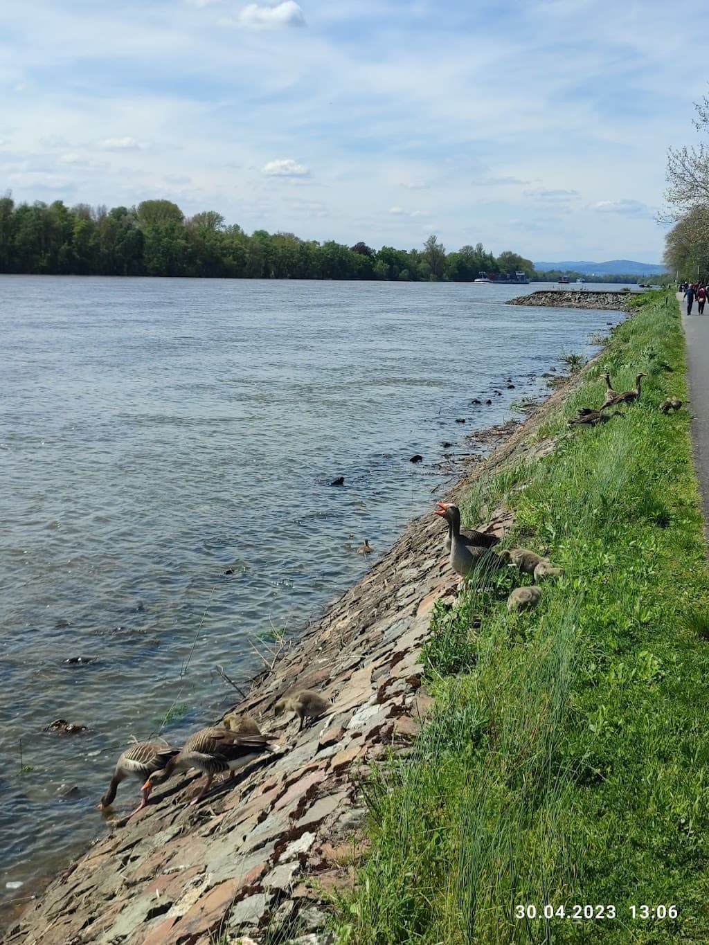 Rheinuferpromenade