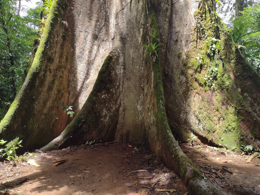 Árbol de la Paz