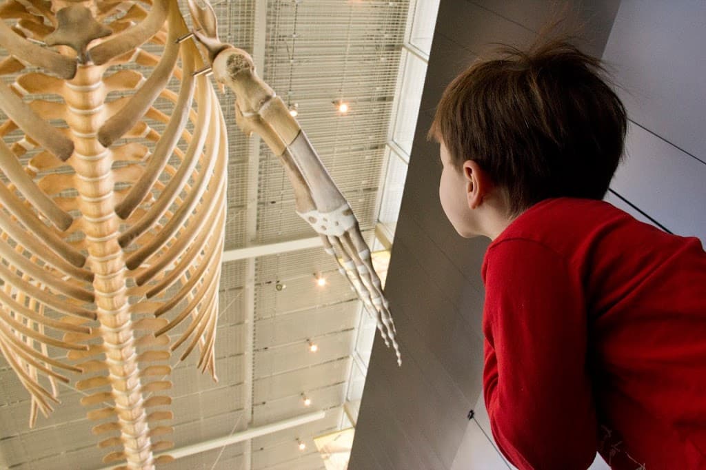 UBC Museum of Anthropology Blauwalskelett