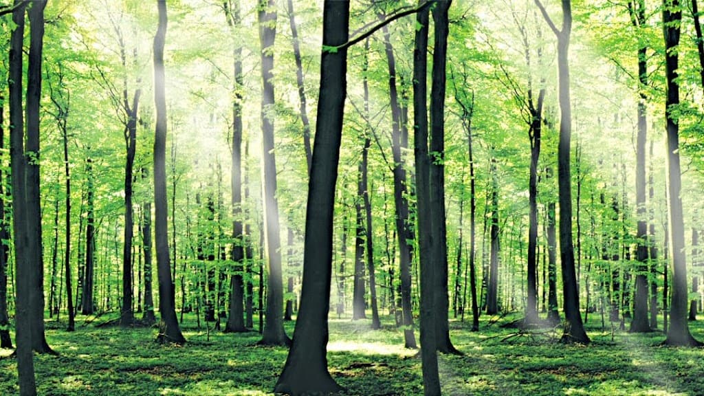 Friedwald