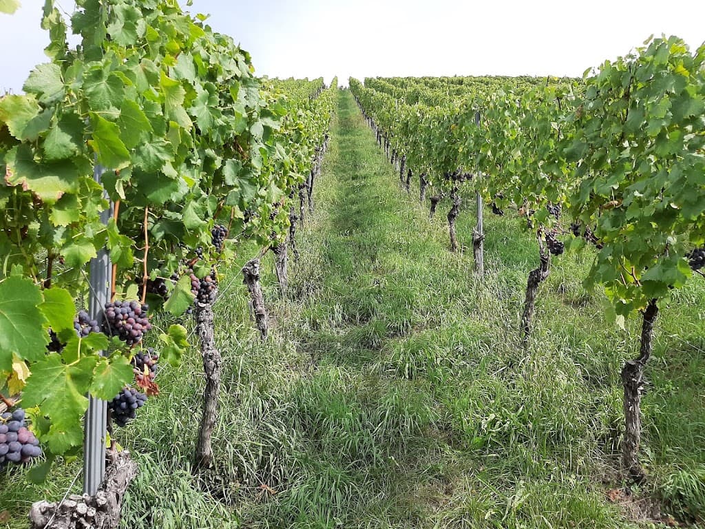 Wein- und Sektgut Christel Currle