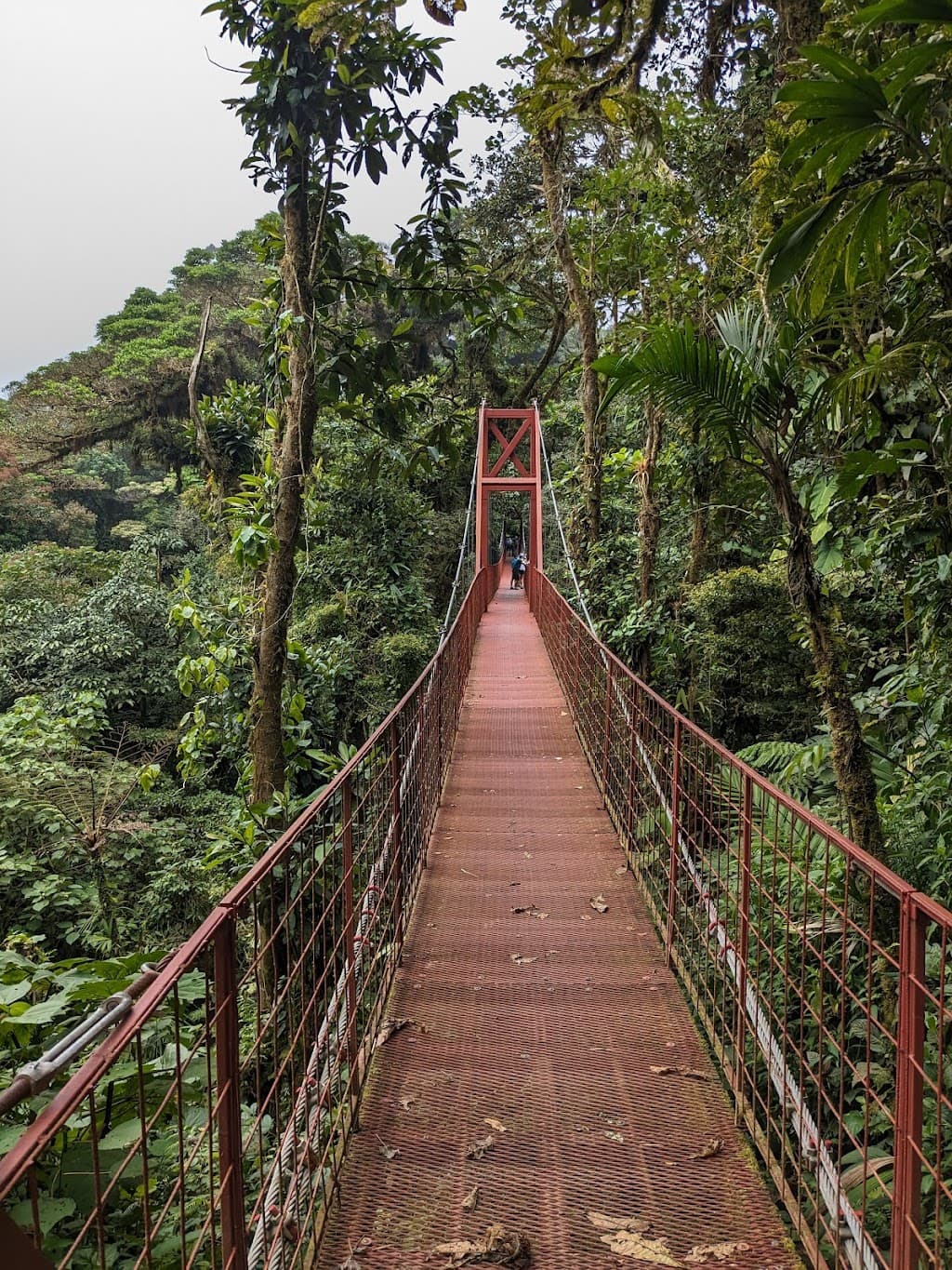 Monteverde Nebelwald