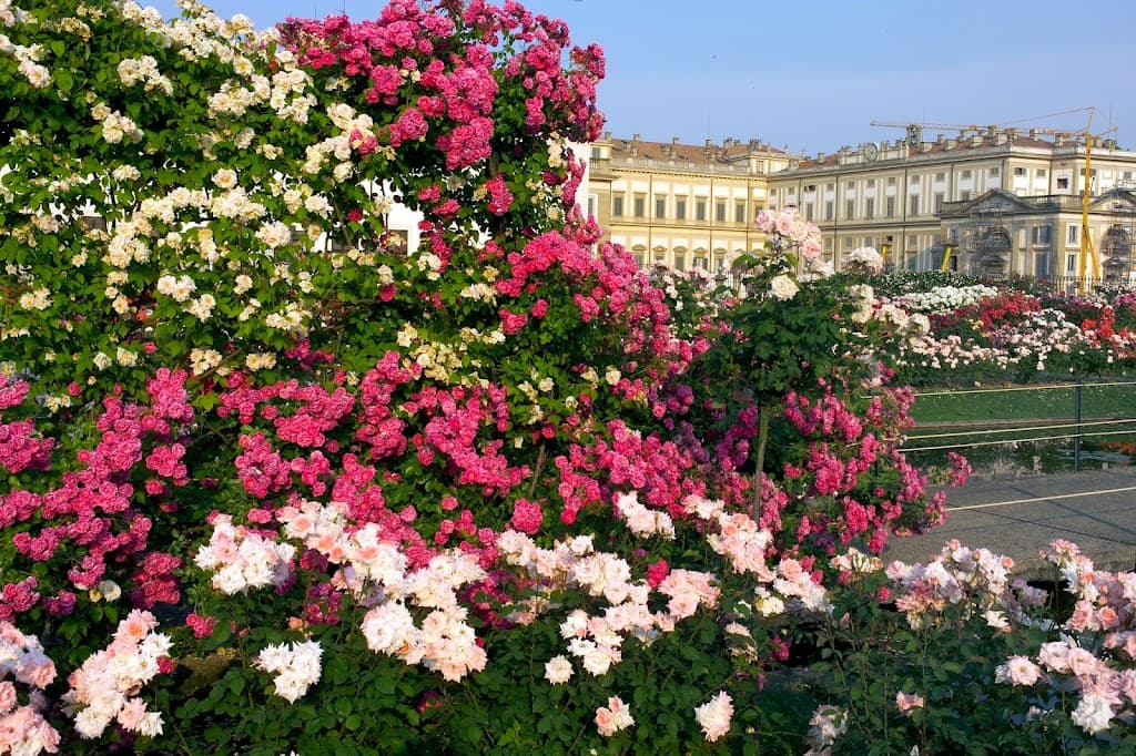Rosengarten Niso Fumagalli