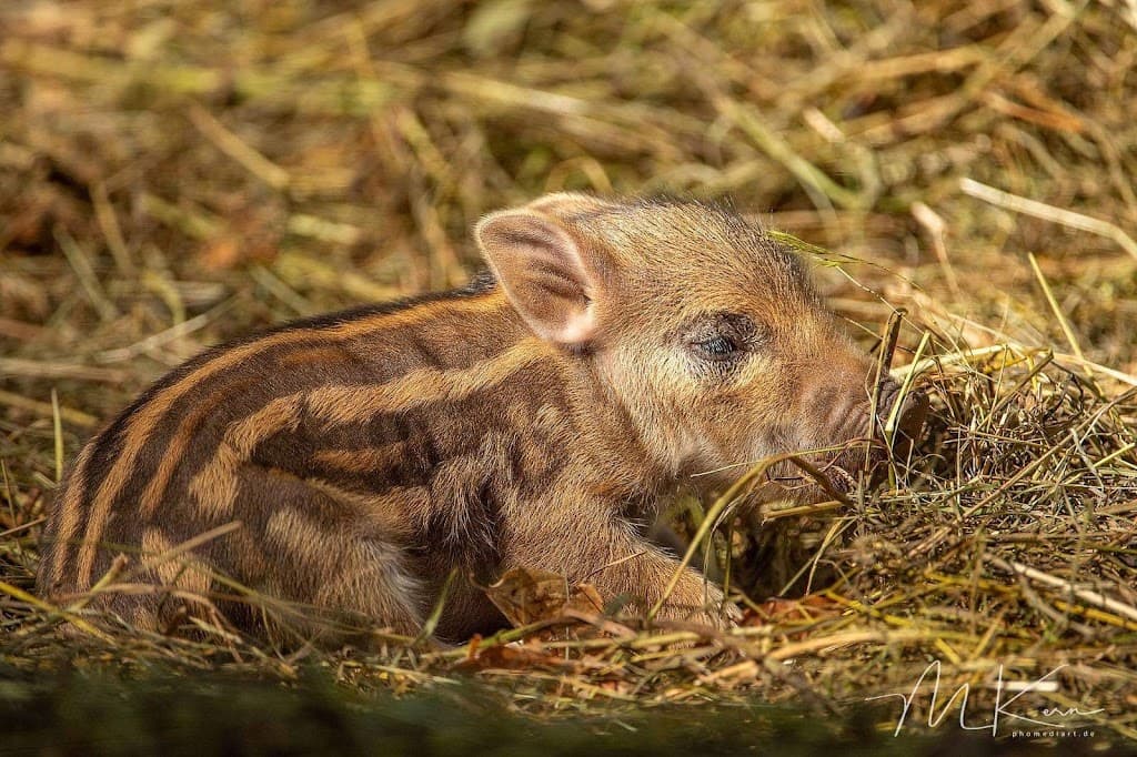 WildPark Schloss Tambach