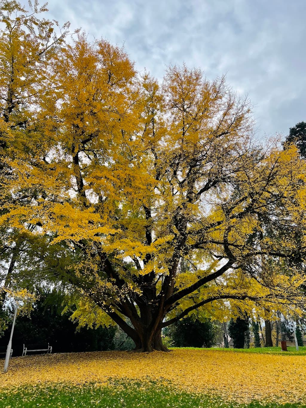 Ginkgobaum-Paar