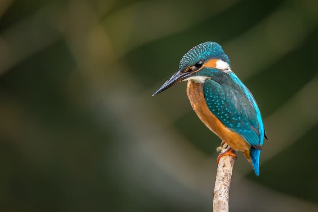 Allondonufer