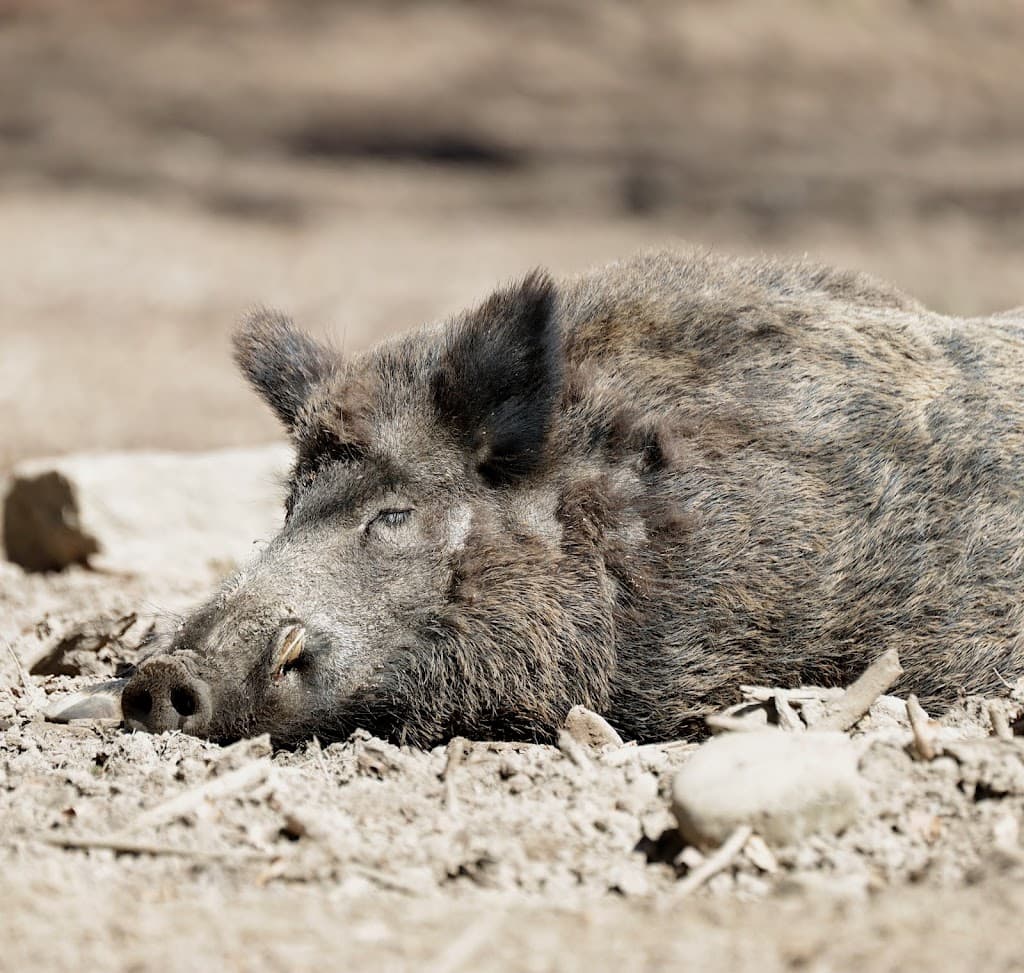 Tierpark Biberach