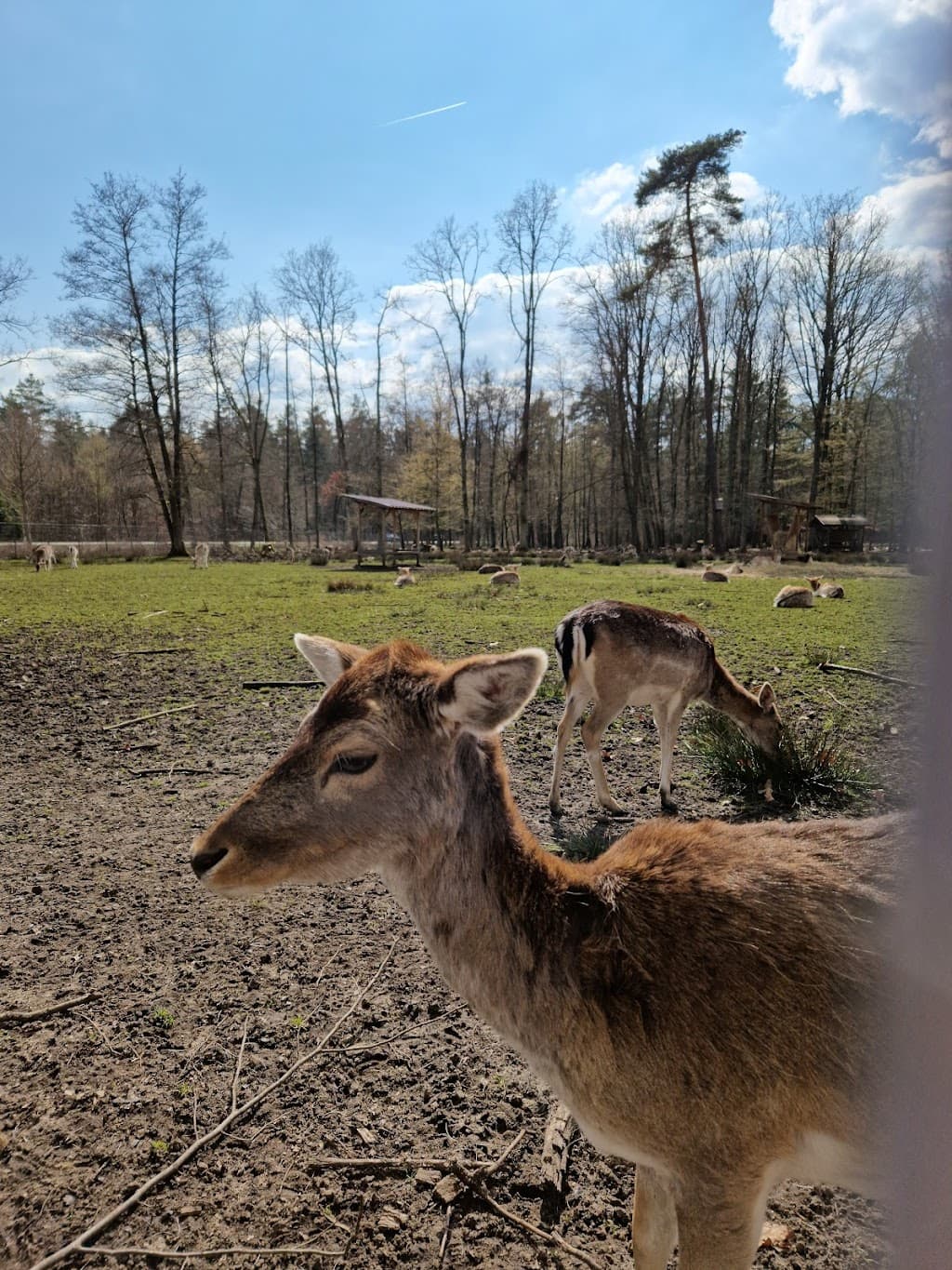 Damwild Freigehege Neunhof