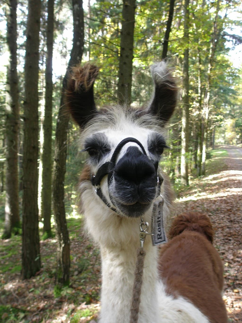 Lama-Gehege