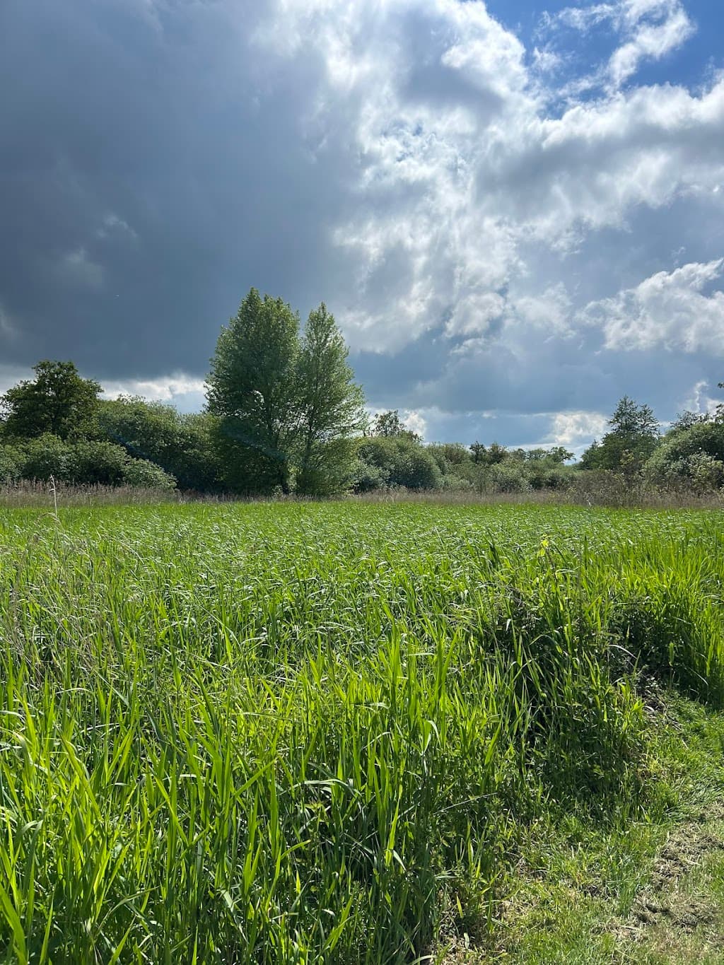 Wheatfen Nature Reserve