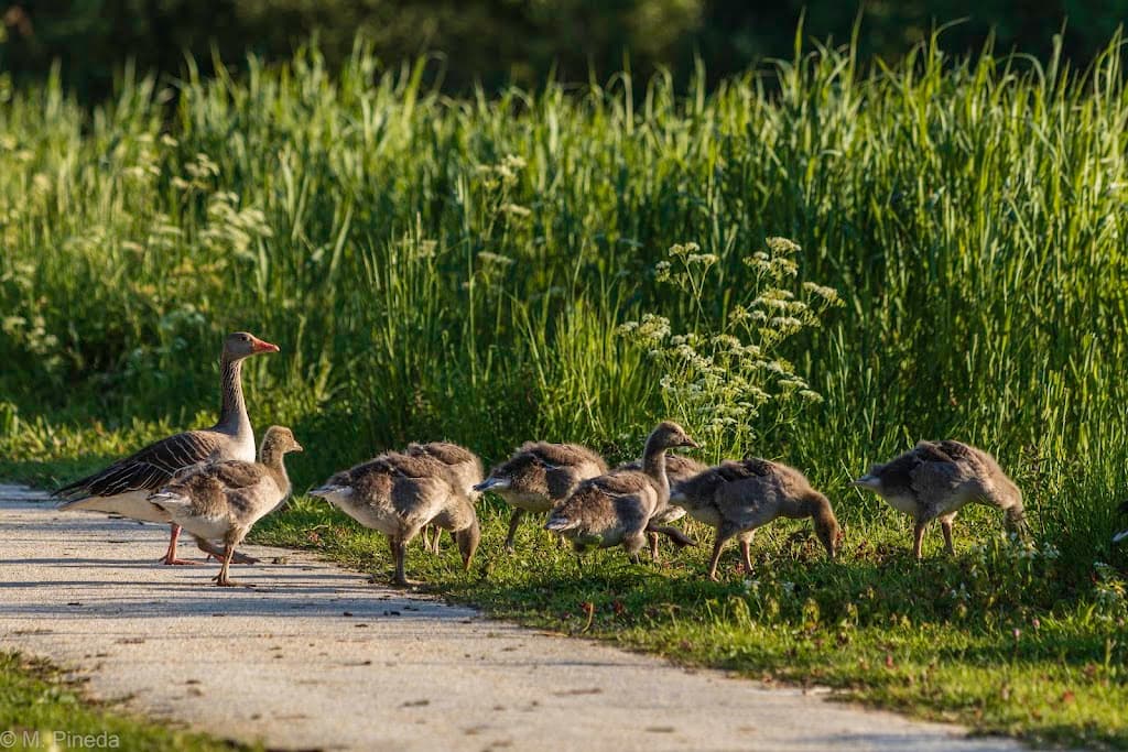 Kostenloser Geer-Naturpark