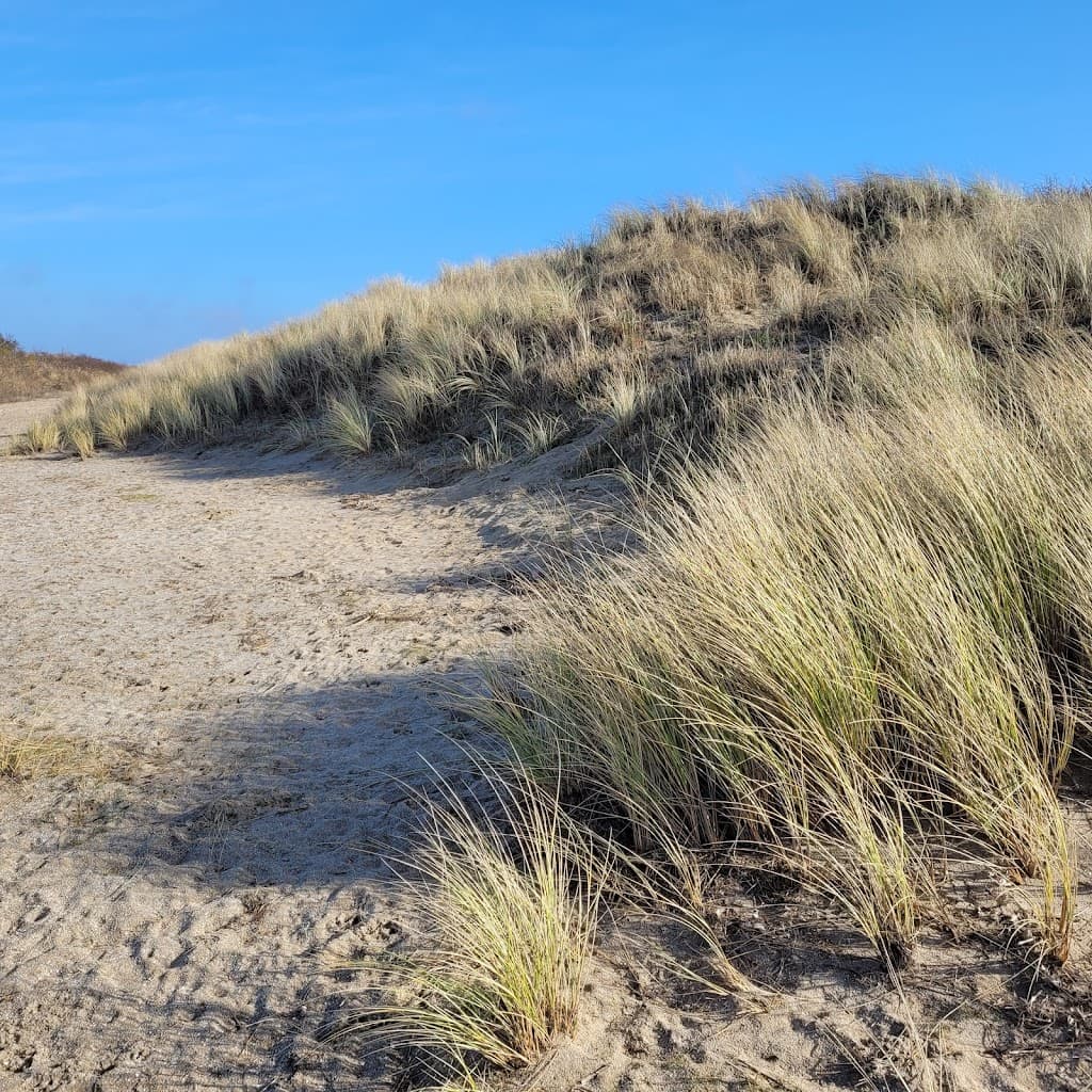 Natuurgebied Voornes Duin