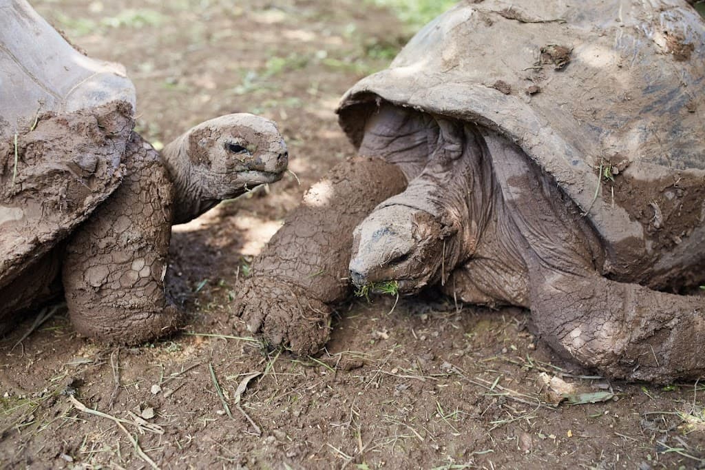 Grotte und Schildkrötengehege